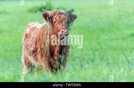 Un vicino la foto di una mucca Highland Foto Stock