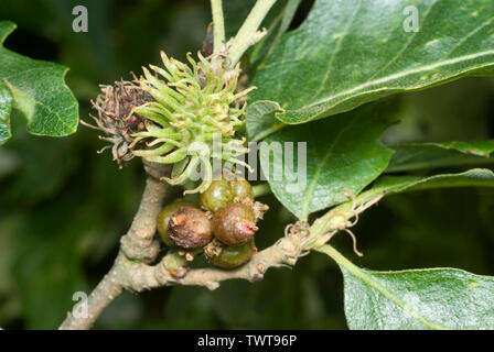 Galli sulla Turchia Oak Foto Stock