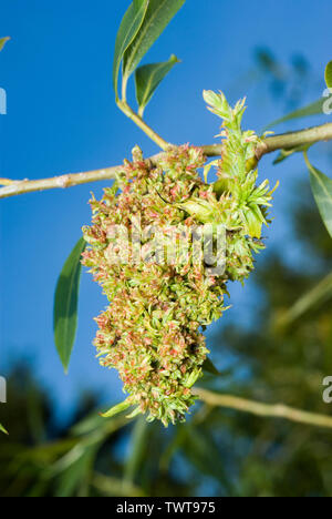 Di muschio amento di Salice Gall Foto Stock