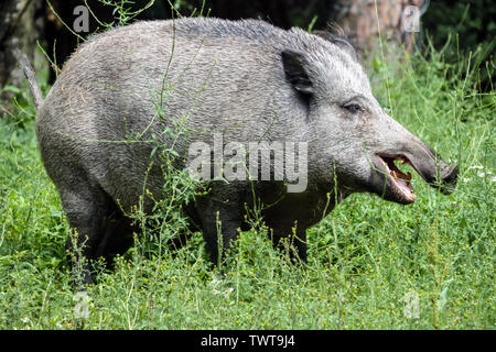 Cinghiale, Sus scrofa, scrofa Foto Stock