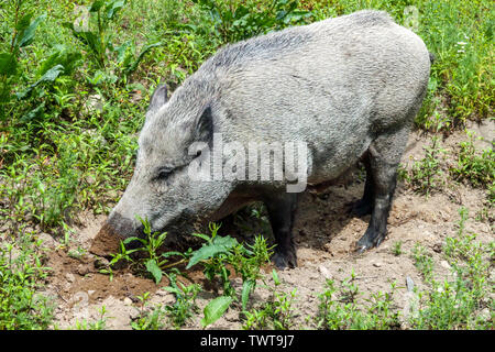 Cinghiale, Sus scrofa, scrofa ama scavare nel terreno Foto Stock