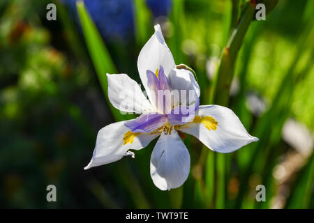 Iris fiore bianco da vicino, con porpora e giallo sulla giornata di sole Foto Stock