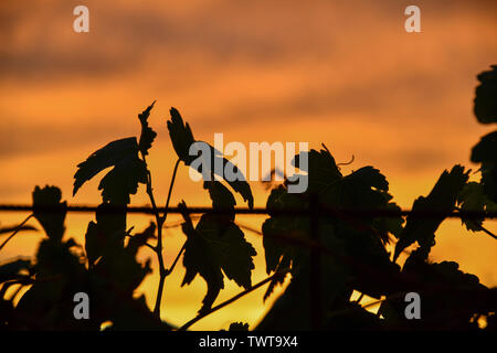 Silhouette di vite nel pomeriggio Tramonto Foto Stock