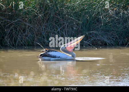Pelican alimentazione in acqua nel sole del pomeriggio Foto Stock