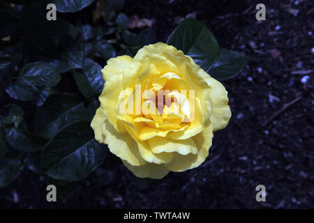 Rosa "nozze d'Oro" tè ibrido "Arokris', gialla singola testa rosa in fiore su un estate closeup diurna Foto Stock