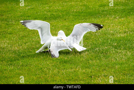 Due comunità gabbiani reali (Larus argentatus) avente una lotta in Eyre Square, Città di Galway Foto Stock