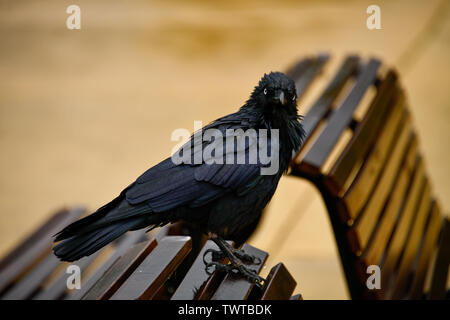 Raven su una panchina nel parco Foto Stock