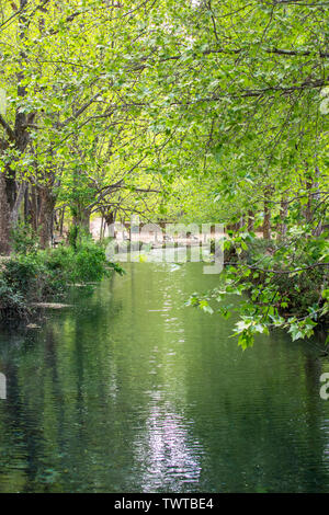 Tall verdi alberi e vegetazione accanto al fiume si riflette sull'acqua. Primavera sbocciano i fiori in Murcia, Spagna, 2019. Flora si riflette nel fiume. Parco naturale. Foto Stock