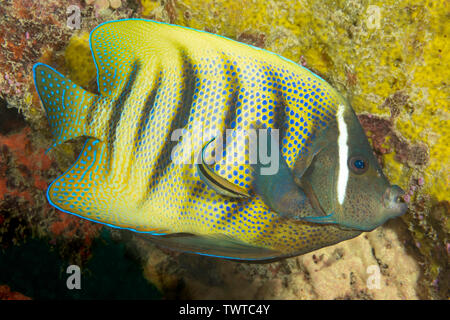 Questo sei-nastrare Angelfish, Holacanthus sexstriatus, viene attentamente controllati da un wrasse, su una scogliera al largo dell'isola di Yap, Micronesia. Foto Stock