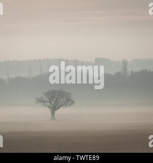 Albero sfrondato, isolato nel mezzo di un vuoto, campo sterile, in una nebbiosa mattina inverno; formato quadrato. Foto Stock