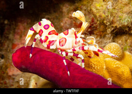 Gambero Arlecchino, Hymenocera picta, alimentazione su un seastar. Hawaii. Foto Stock