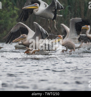 Isolato close up white pelican gregge tenendo fuori sotto la pioggia al Delta del Danubio Romania Foto Stock