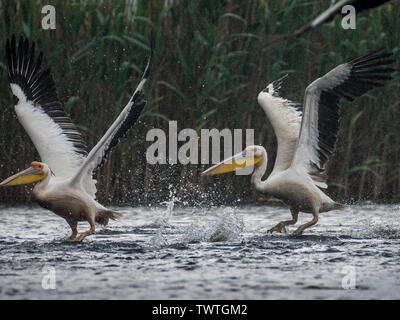 Isolato close up white pelican gregge tenendo fuori sotto la pioggia al Delta del Danubio Romania Foto Stock