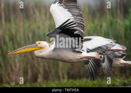 Isolato close up white pelican gregge tenendo fuori sotto la pioggia al Delta del Danubio Romania Foto Stock