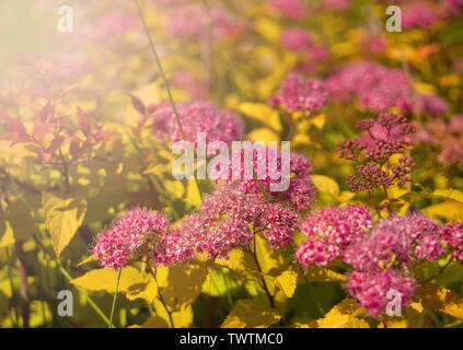 La Violetta fiori selvatici in un giardino sotto la luce del sole al mattino Foto Stock