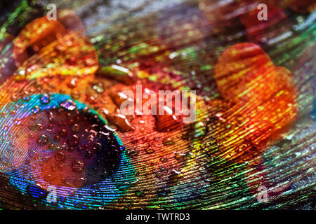Peacock feather close up Foto Stock