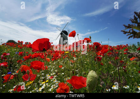 Papaveri e fiori circondano Whitburn Mulino a vento vicino a Sunderland. Foto Stock