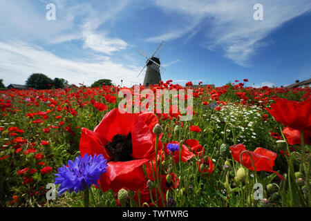 Papaveri e fiori circondano Whitburn Mulino a vento vicino a Sunderland. Foto Stock