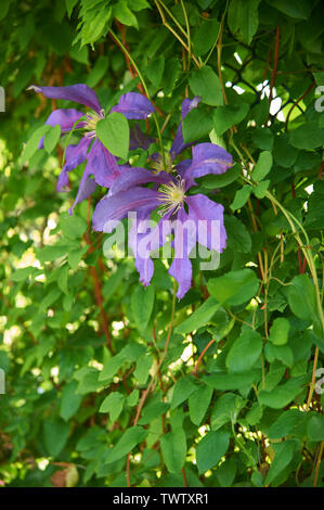 Fioritura Clematis (x) Jackmanni, crescente sul traliccio in un paese di lingua inglese Garden cottage, England, Regno Unito, GB. Foto Stock