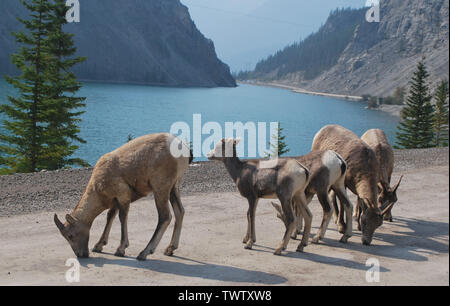 Big Horn pecore leccare il sale da una strada di montagna Foto Stock