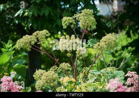 L'Angelica (Angelica archangelica) (Angelica officinalis), piante medicinali utilizzati nella preparazione di alimenti Foto Stock