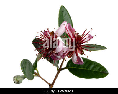 Esotici stamened rosso dei fiori di ananas, guava Acca sellowiana, su sfondo bianco Foto Stock