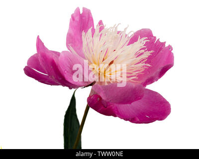 Centrato bianco rosa peonia, Paeonia 'ciotola di bellezza' fiore su sfondo bianco Foto Stock