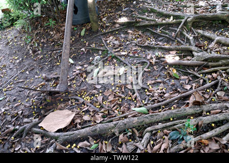 La zappa che è collocato nel giardino è stato utilizzato per un lungo periodo di tempo fino a quando non si è arrugginita e le sfere del banyan cadere intorno a. Foto Stock