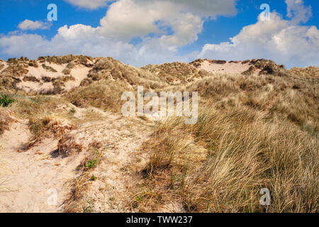 Marram erba, Ammophila, dune di sabbia, Ainsdale Riserva Naturale Nazionale, REGNO UNITO Foto Stock