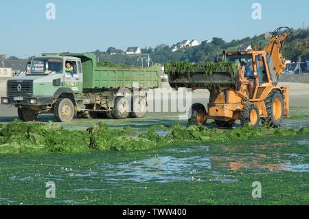 Algues vertes Beach invade il mare verde-erbaccia Foto Stock