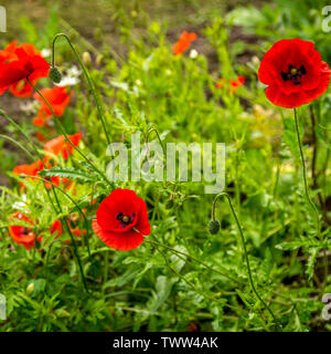 Bailey Parco e Giardino Sensoriale ad Abergavenny, Monmouthshire, Galles Foto Stock