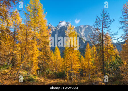 Viste della Moiazza montagna da un giallo bosco di larici in ottobre. Il fogliame di autunno, colori autunnali con alberi è diventata gialla. Rientrano nelle Alpi italiane. Foto Stock