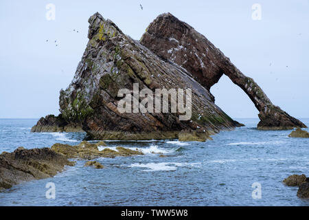 Archetto violino arco di roccia nel mare di Moray Firth con uccelli nidificanti in maggio. Portknockie, murene, Scozia, Regno Unito, Gran Bretagna Foto Stock