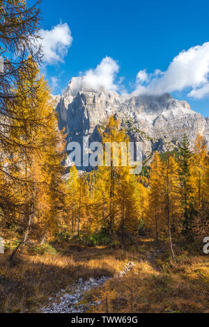 Viste della Moiazza montagna da un giallo bosco di larici in ottobre. Il fogliame di autunno, colori autunnali con alberi è diventata gialla. Rientrano nelle Alpi italiane. Foto Stock