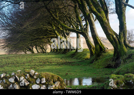 Faggi vicino Sourton, Dartmoor Devon, Regno Unito Foto Stock