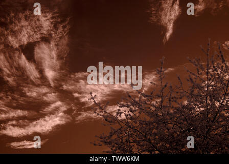 Immagine infrarossa di alberi e cielo Foto Stock