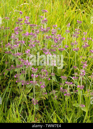 Basilico selvatico Clinopodium vulgare crescente nella prateria aperta a Prestbury Hill nel Cotswold sulle colline vicino a Cheltenham Regno Unito Foto Stock