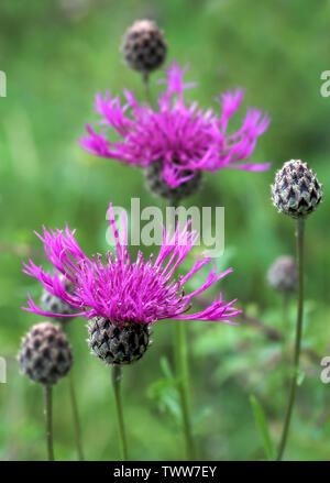 Fiori di fiordaliso maggiore Centaurea scabiosa una ricca fonte di nettare per le api di farfalle e altri insetti in un prato inglese Foto Stock