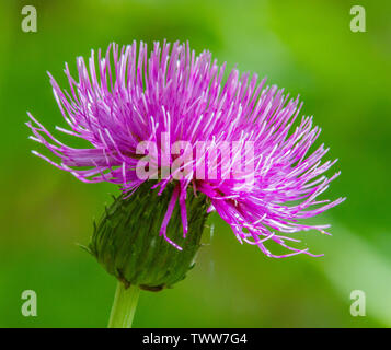 Fiori di fiordaliso nero Centaurea nigra una ricca fonte di nettare per le api di farfalle e altri insetti in un prato inglese Foto Stock