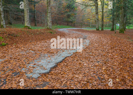 Vuoto piccoli tornanti della strada attraverso la foresta di ottobre in Pian del Cansiglio, Italia. Il fogliame di autunno con foglie di moquette il suolo della foresta. Foto Stock