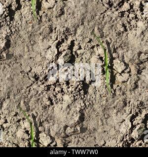 Molto dettagliate texture seamless pattern di acri di terra e sporcizia iin ad alta risoluzione Foto Stock