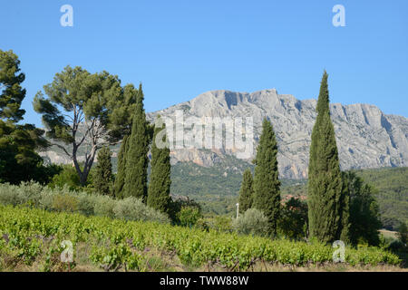 Cipressi e vigneti nella parte anteriore del Mont Sainte-Victoire vicino a Aix-en-Provence Provence Francia Foto Stock