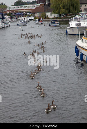 Wroxham Regno Unito. Il 23 giugno, 2019. Un ambiente molto caldo e soleggiato a inizio pomeriggio sul fiume Bure, terminando con un vago di sera. Per coloro che godono di vela su barche e canoe kayak e le oche Graylag formata una flottilla a Wroxham porto. Foto Stock