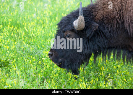 Il profilo di un giovane bison bull come egli pascola in vibranti molla di erba e fiori selvaggi nella prateria terre di Custer State Park, Sud Dakota. Foto Stock