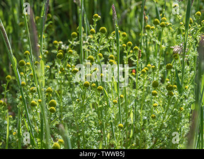 Fiori di patch di Ananas / erbaccia Matricaria discoidea che presenta un odore / aroma e gusto di ananas. A volte foraged come wild cibo per sapore Foto Stock