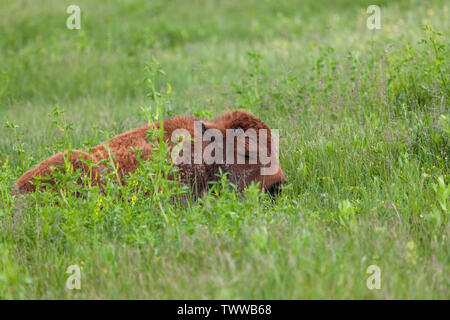 Un bimbo piccolo bison che stabilisce e dormire in erba alta e fiori selvatici del prarie sezione di Custer State Park, Sud Dakota. Foto Stock