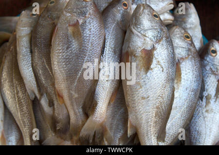 Fresco pesce Dorado (gen. Sparus) dall'Oceano Indiano. Produrre dal mare (pesce) in mercati di Goa Foto Stock