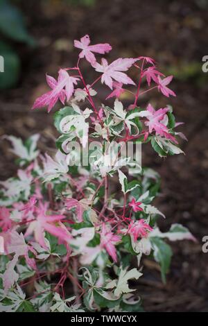 Acer palmatum 'Kotobuki' vicino. Foto Stock