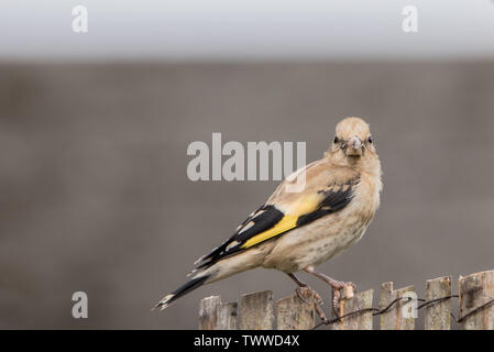 Cardellino, capretti cardellino, appollaiato su un recinto sotto il sole in primavera in un giardino inglese. Foto Stock
