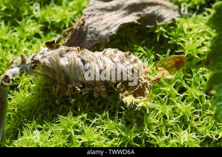 Wndow nel mondo di ultra macro tundra di montagna oltre il Circolo Polare Artico. paesaggio sulla superficie del muschio. Foto Stock